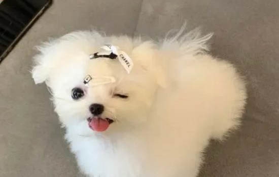 夏天狗狗為什么抽泣了一下呢