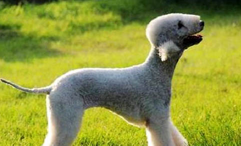 貝靈頓梗的性格外貌特征