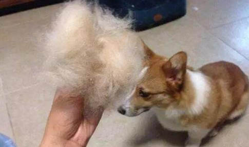 狗狗急性腦炎發作還能活多久？