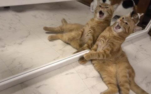 被家狗咬破了一點(diǎn)皮有事嗎沒出血