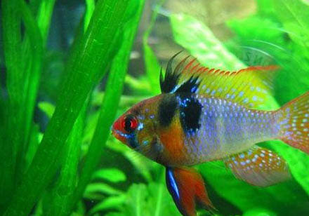 黃骨魚(yú)哪里有毒