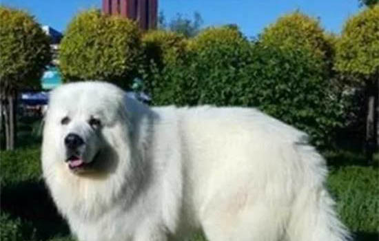 大白熊犬為什么禁養
