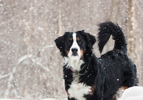 伯恩山犬哪里有賣的