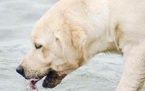 如何判斷狗狗是不是犬瘟