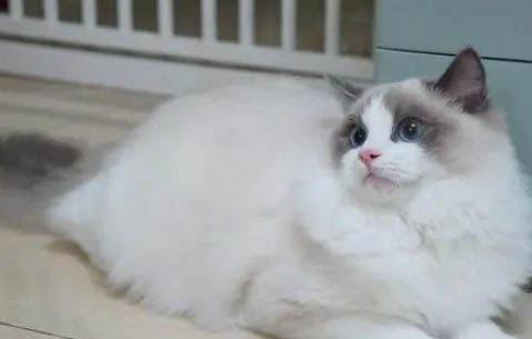 布偶貓和英短哪個好養