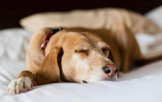 犬瘟單抗冷藏能保存多久