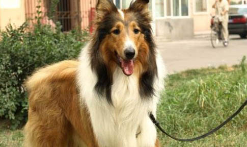 蘇格蘭牧羊犬支氣管炎可以洗澡嗎