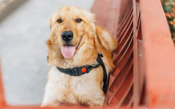 比熊犬的常見病有哪些