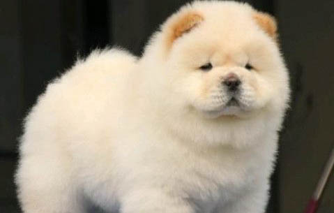 松獅犬喜歡什么