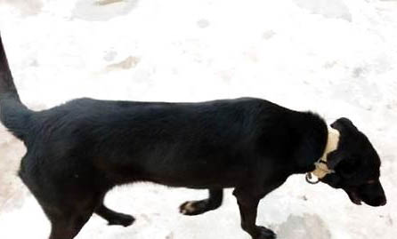 黑狼犬可以長(zhǎng)多大