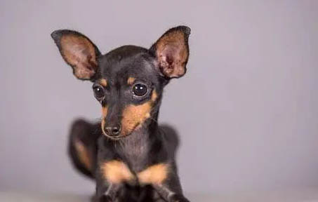 鐵包金吉娃娃多少錢一套