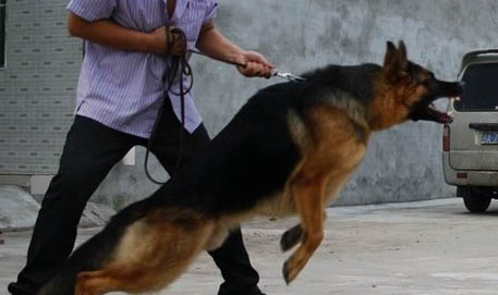 購買冰島牧羊犬的注意事項