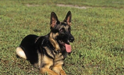 德國牧羊犬為什么要禁養(yǎng)