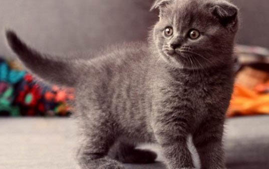 虎斑天堂魚好養嗎