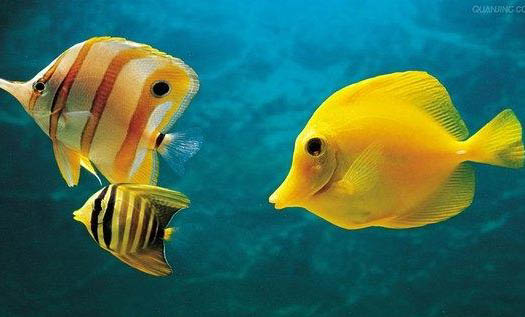 金魚養殖中水溫的控制