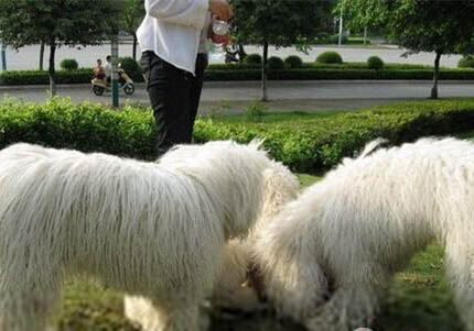 可蒙犬為什么不愛吃東西？處理方法和注意事項