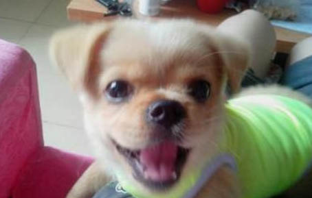 打防犬疫苗在哪里打