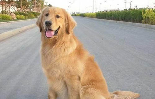 四個月的金毛犬一天要吃多少東西