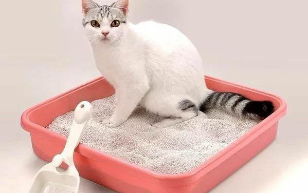 如何讓貓咪愛進貓窩