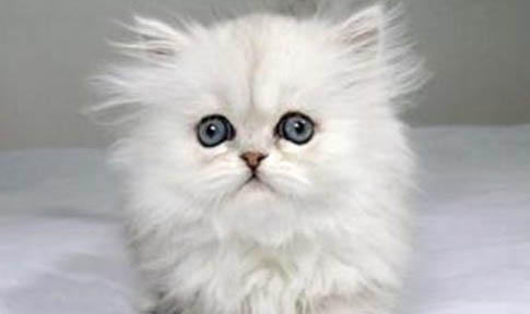 發現貓咪身上有跳蚤怎么辦