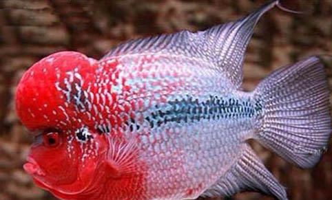 如何在魚缸里養(yǎng)河蟹