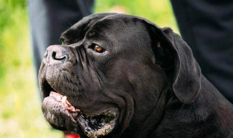 小型犬狗糧可以給大型犬吃嗎