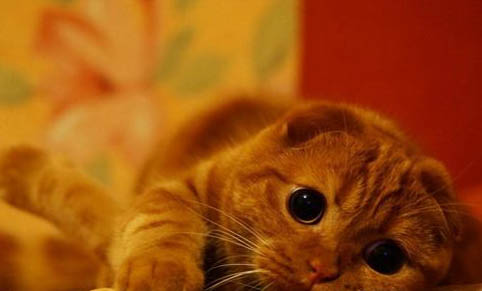 如何避免貓咪的應激反應