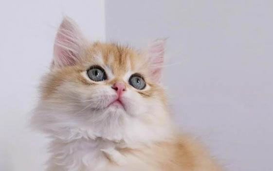 小貓出生多久需要吃奶