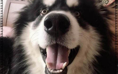 阿拉斯加幼犬得了細小怎么辦