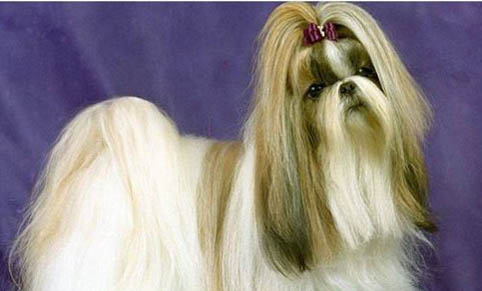 西施犬不愛吃東西，可能的原因及處理方法