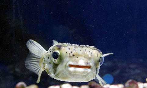 魚(yú)缸消毒最簡(jiǎn)單的方法