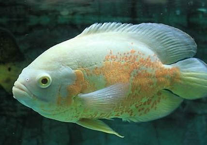 地圖魚和鸚鵡魚混養的注意事項