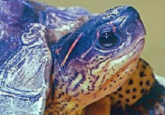 洪都拉斯木紋龜缺點