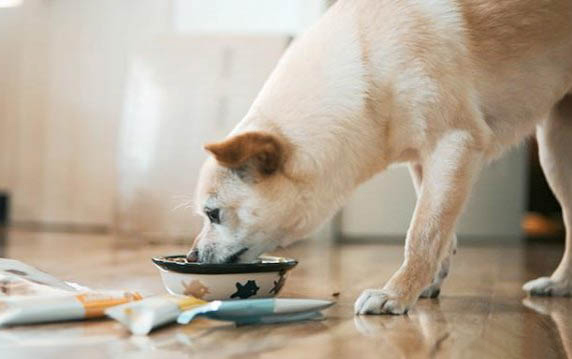 狗狗4歲不來月經了怎么辦