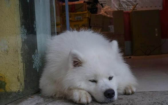 狗狗犬瘟熱初期癥狀？