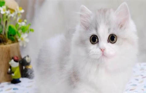 拿破侖貓和曼基康貓的區別