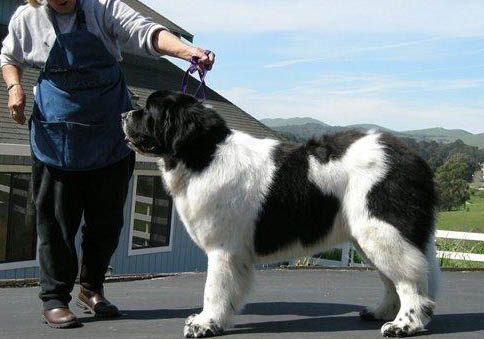 紐芬蘭犬嘔吐不吃東西的原因及處理方法