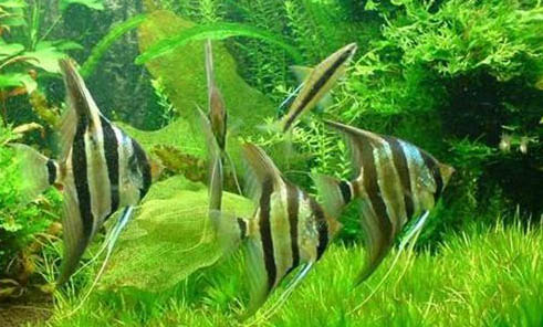 七彩神仙魚多少錢