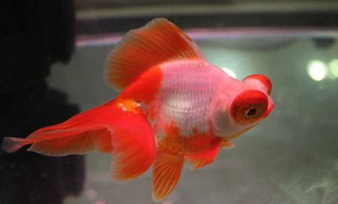金魚一次喂幾顆飼料