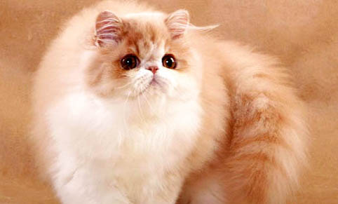 波斯貓怎么判斷純不純