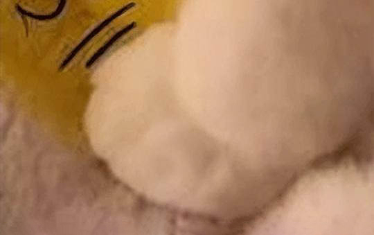 貓咪能不能吃雞蛋