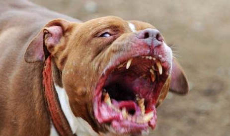 惠比特犬看家護(hù)院好嗎