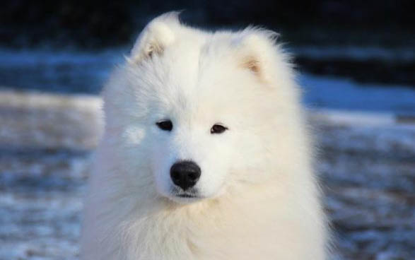 薩摩耶毛剃了多久能長出來