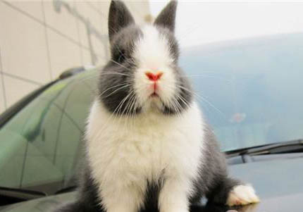 荷蘭豬能洗澡嗎怎么洗