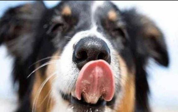 狗狗晚上不睡覺走來走去還哼唧咋回事