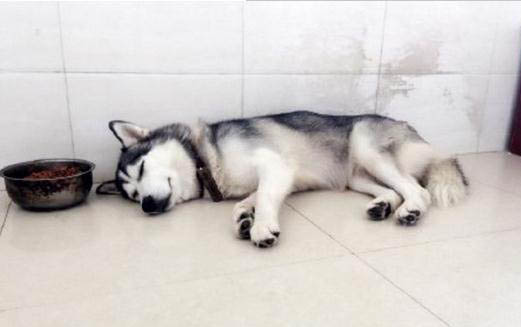 狗狗睡覺吧唧嘴怎么回事