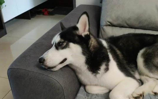 狗狗有炎癥流黃色分泌物怎么治療
