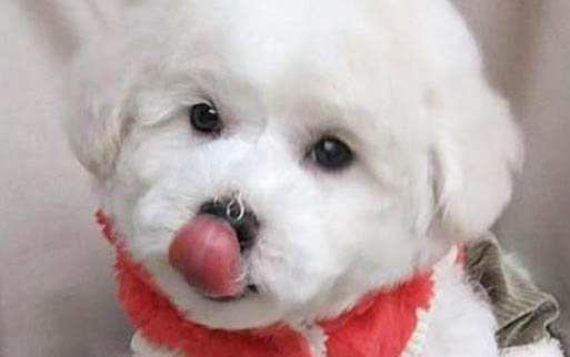 狗狗身上腥味很重怎么回事啊