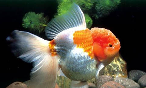 野釣草魚釣多深