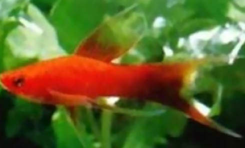 七彩龍魚是什么品種